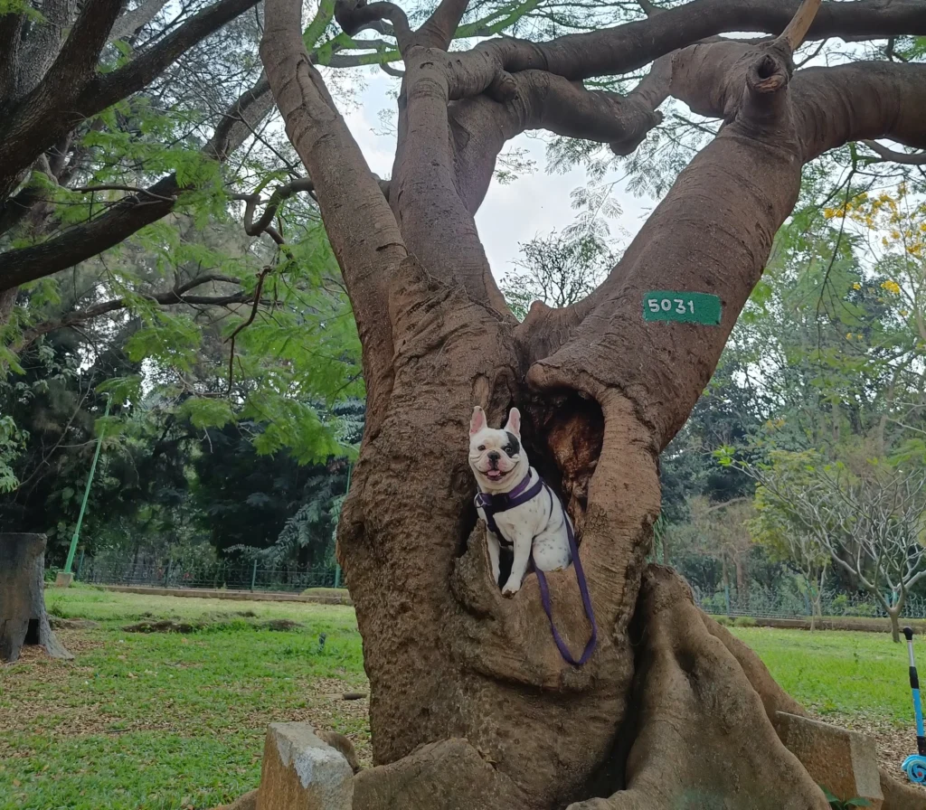 Mico Layout Park pet-friendly park