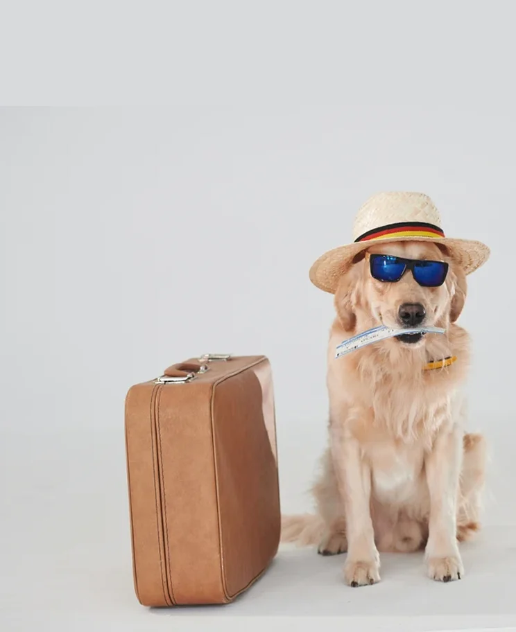 Pet friendly vacation ready for trip near bengaluru - zippy tails about us page 2.webp